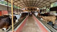 HH Swamiji's visit to Shri Venkatramana Temple Goshala at Karkala (14 Feb 2025)
